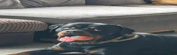 Rottweiler dogs for sale: Pure Breed Rottweiler  - Advert 22