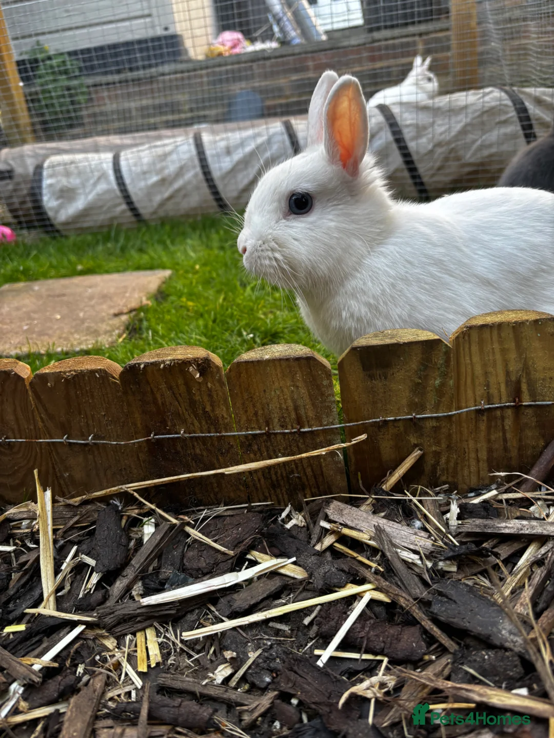 Netherland Dwarf rabbits for sale: Neverland dwarf  - Advert 16