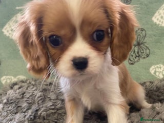 Cavalier King Charles Spaniel dogs - Advert 10