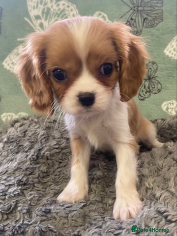 Cavalier King Charles Spaniel dogs - Advert 1