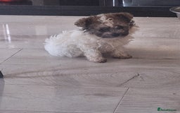Mixed Breed dogs for sale: CHICHON MALE PUP *READY NOW  - Image 2