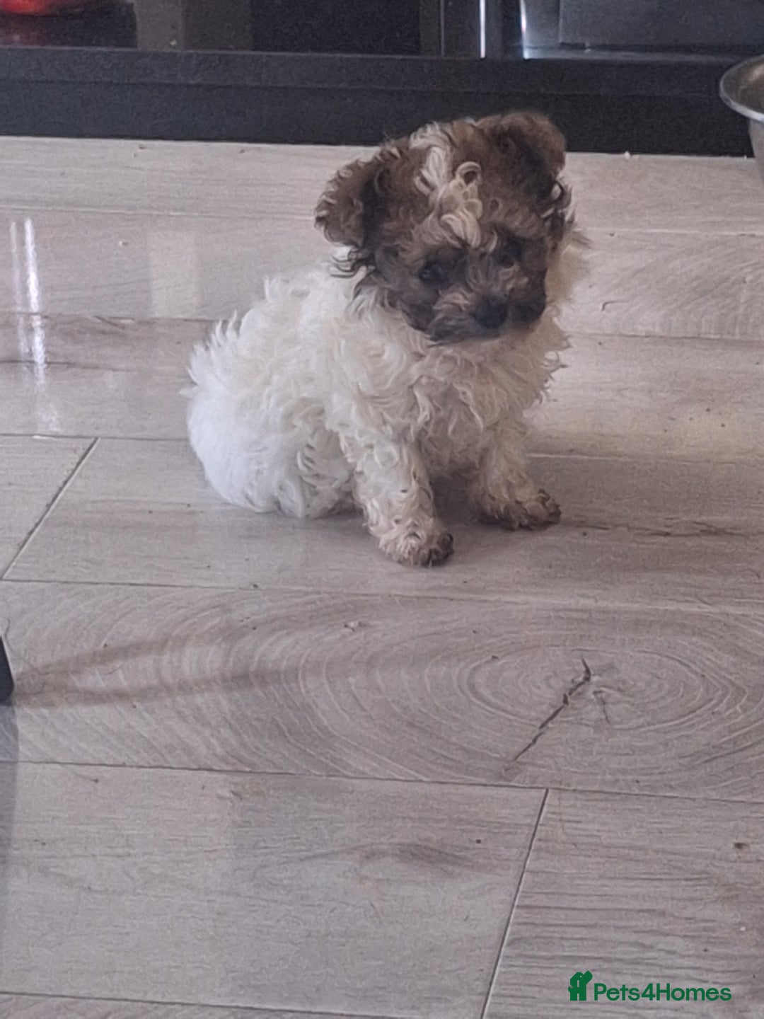 Mixed Breed dogs for sale: CHICHON MALE PUP *READY NOW  - Image 2