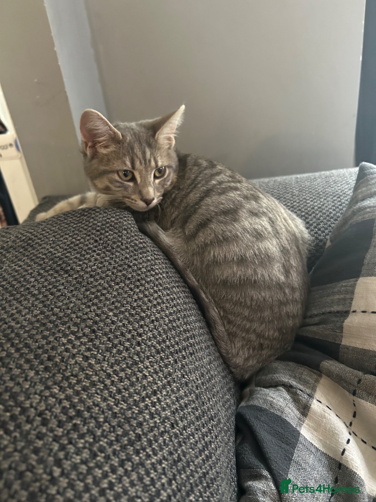 British Shorthair cats 8 week old tabby female  - Advert 6