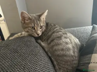 British Shorthair cats 8 week old tabby female - Advert 2