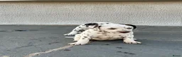 Dalmatian dogs for sale: Dalmatian beautiful - Advert 13