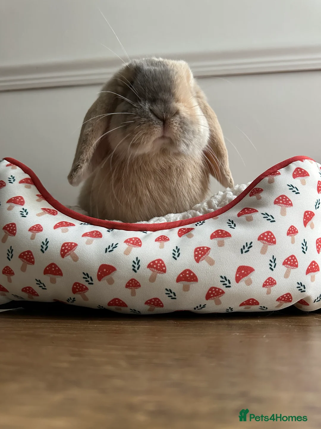 Mini Lop rabbits for sale: Male mini lop 5 months old - Advert 2