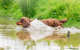 Cocker Spaniel dogs for sale: Working Cocker Spaniels  - Image 21