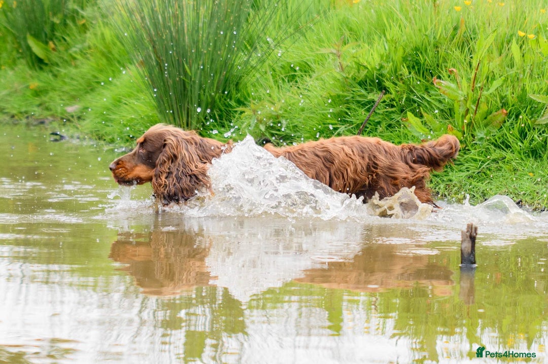 Cocker Spaniel dogs for sale: Working Cocker Spaniels  - Image 21