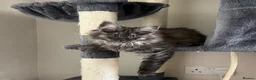Maine Coon cats for sale: READY NOW 🐾 STUNNING GCCF MAINE COON KITTENS 🐾 - Advert 3