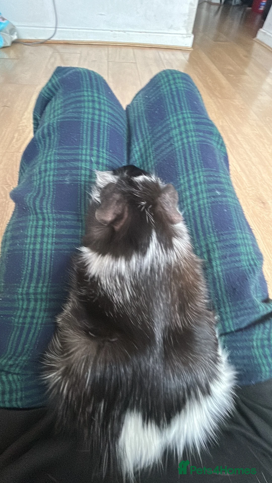 Guinea Pig rodents for sale: willow  - Advert 2