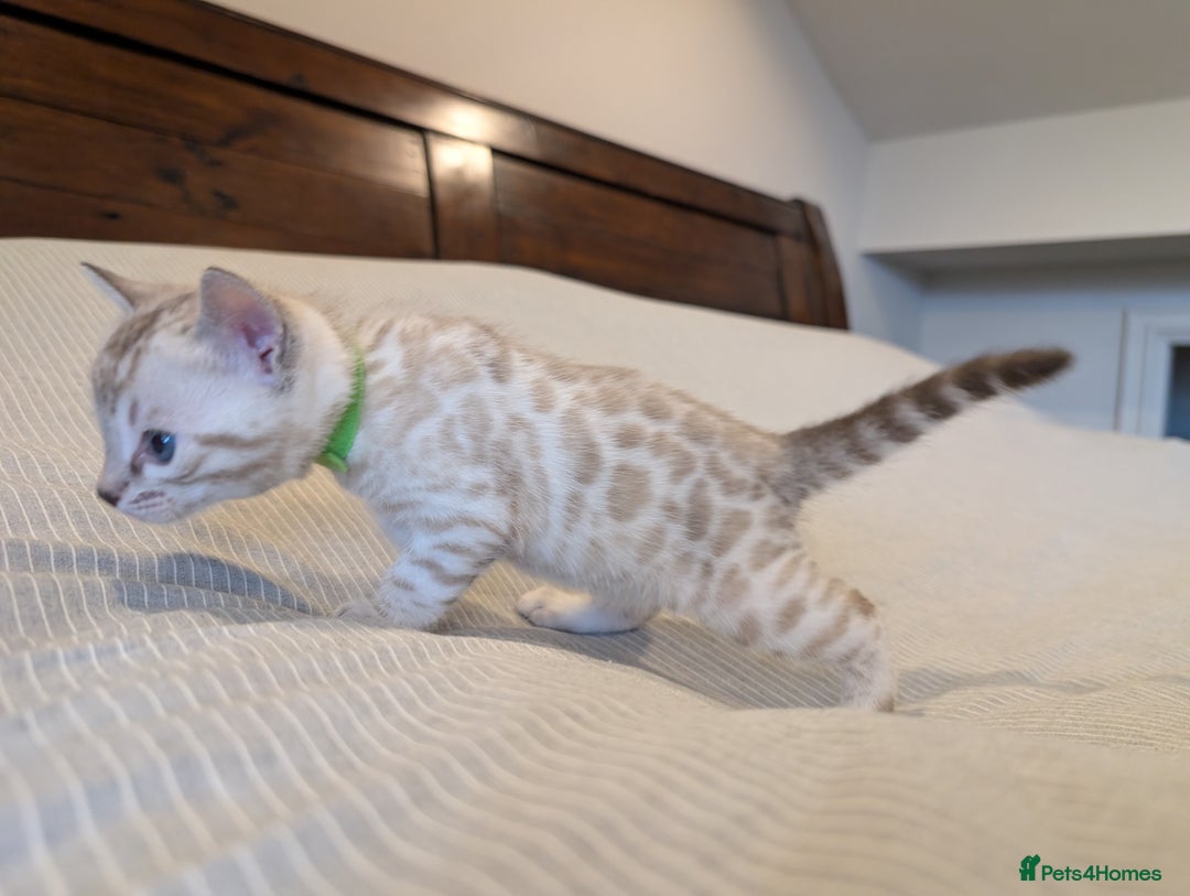 Bengal cats for sale: 🖤🤎 Gorgeous Bengal Kittens 🤎🖤 - Image 17
