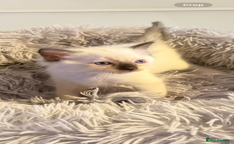 Ragdoll cats - Advert 5