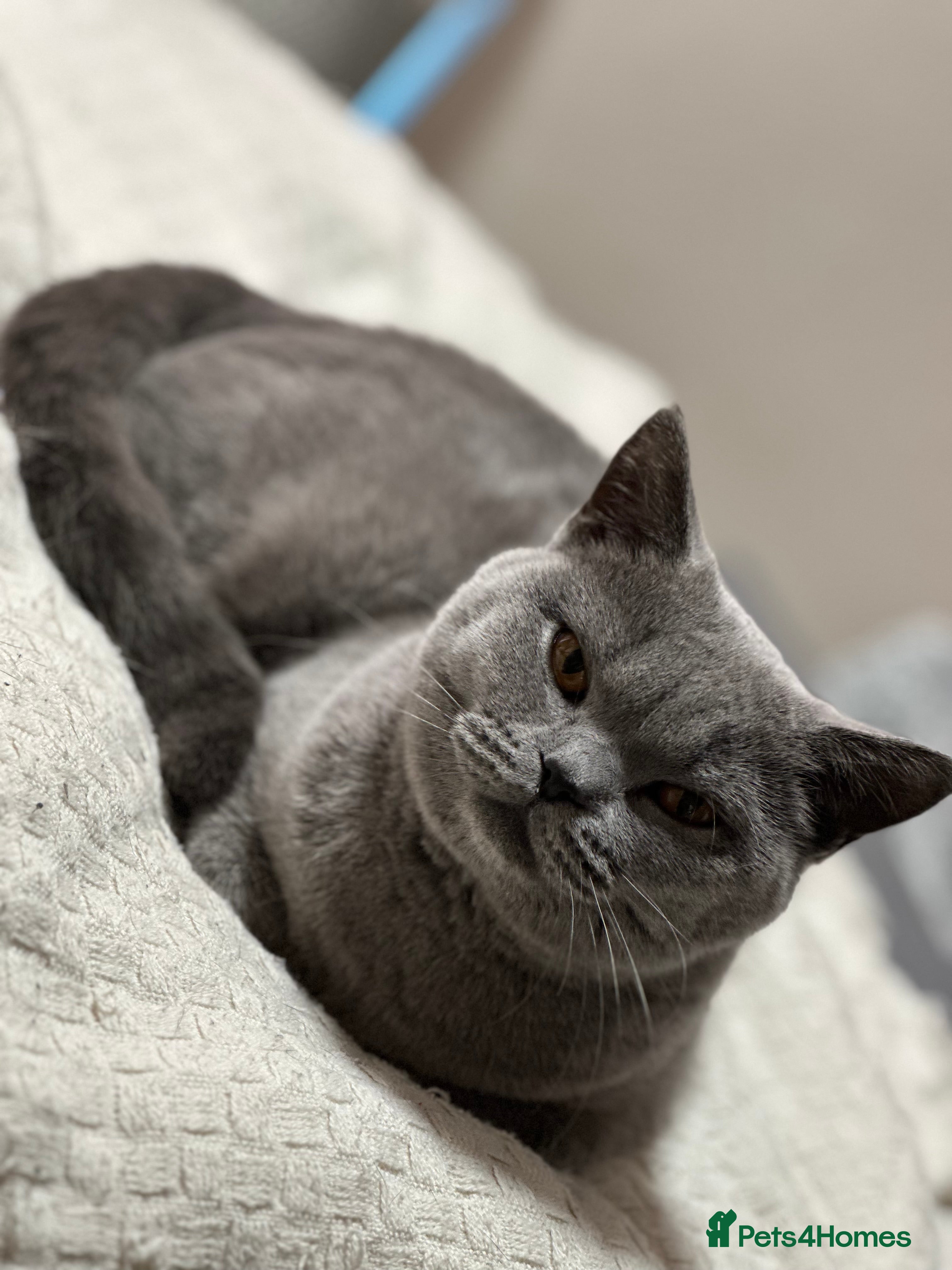 Scottish Fold cats Luna cute girl - Advert 15