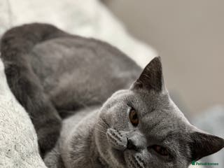 Scottish Fold cats Luna cute girl - Advert 13