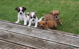 Jack Russell dogs for sale: Beautiful Jack Russell Puppies - Image 1