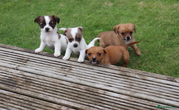 Jack Russell dogs - Advert 1