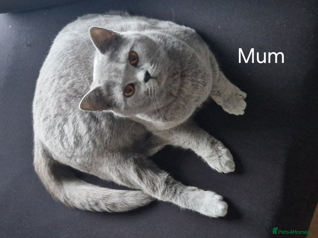British Shorthair cats for sale: BSH kittens 💙🖤 - Image 12