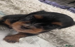 Mixed Breed dogs for sale: 2 Maltese x cockpoo puppies for sale - Image 10