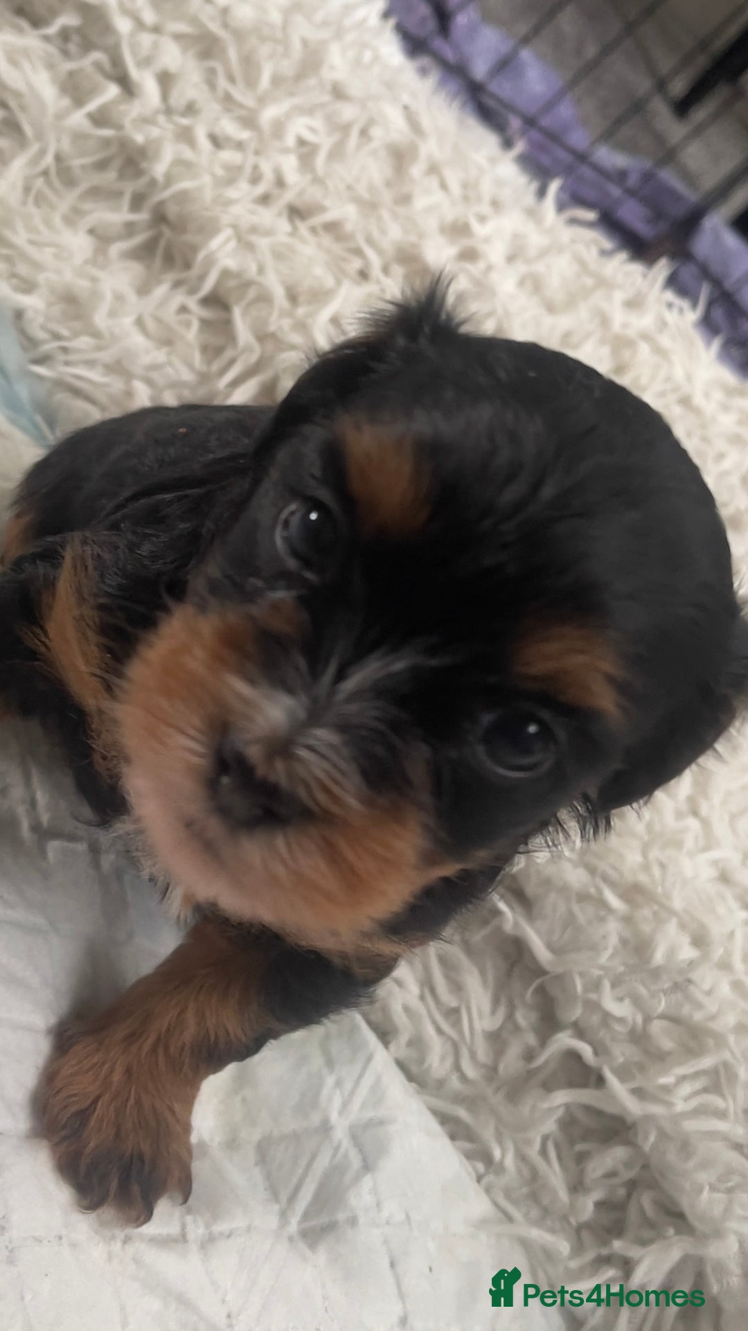 Mixed Breed dogs for sale: 2 Maltese x cockpoo puppies for sale - Image 10