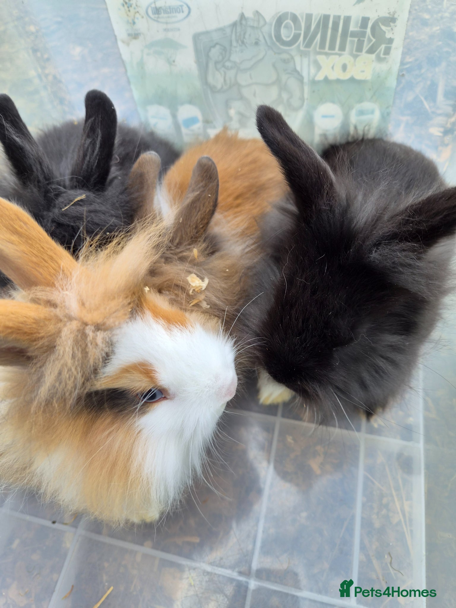 Lionhead rabbits 5 baby lion heads for sale £60 each  - Advert 3