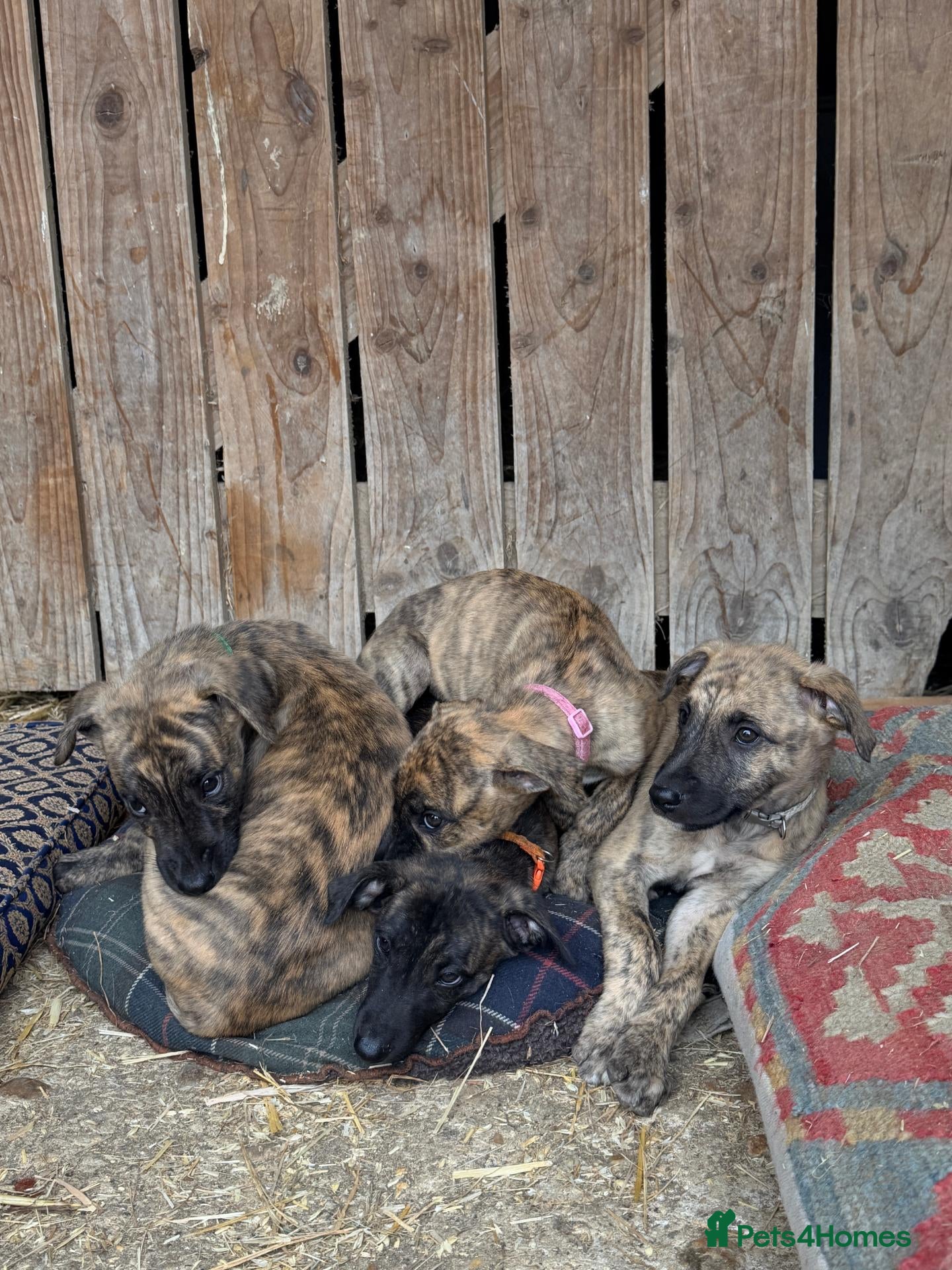 Lurcher dogs Stunning Brindle Lurcher Puppies  - Advert 1