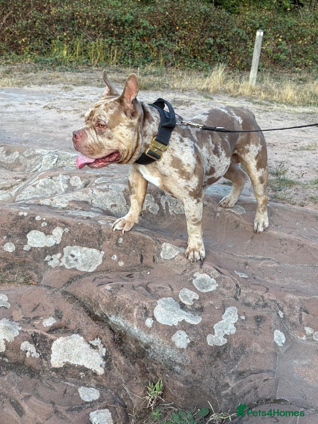 American Bulldog dogs for stud: AbkcAmericanChocolateTriMerleBULLY🇺🇸🍫🦍🧬🤩💙 - Image 3