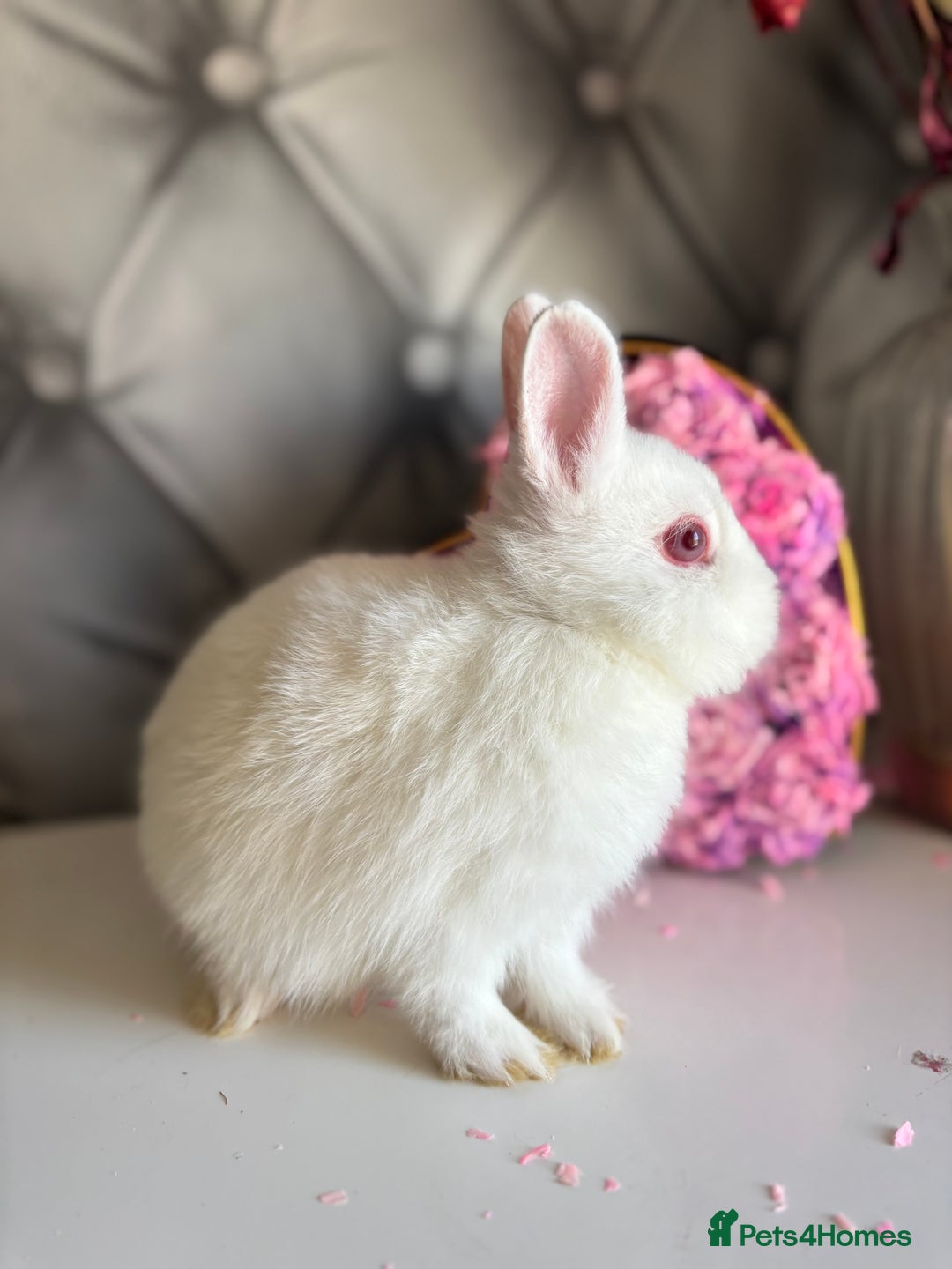Netherland Dwarf rabbits for sale: Bucks for rehoming*Netherland dwarfs 5* homes - Advert 4