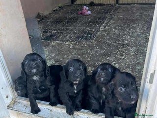 Cocker Spaniel dogs - Advert 23