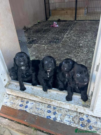 Cocker Spaniel dogs - Advert 12