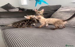 Bengal cats for sale: Stunning full pedigree bengal kittens *READY*  - Image 2