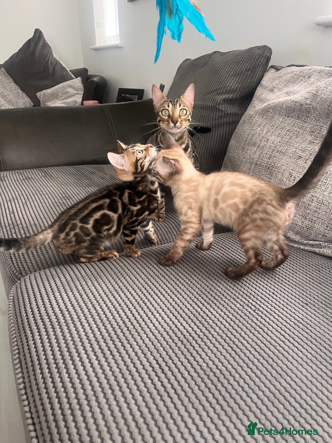 Bengal cats for sale: Stunning full pedigree bengal kittens *READY*  - Image 2