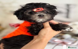 Maltipoo dogs for sale: 🩵Last Top Quality Rare Korean/Asian F1 Maltipoo🩵 in Bathgate - Image 3