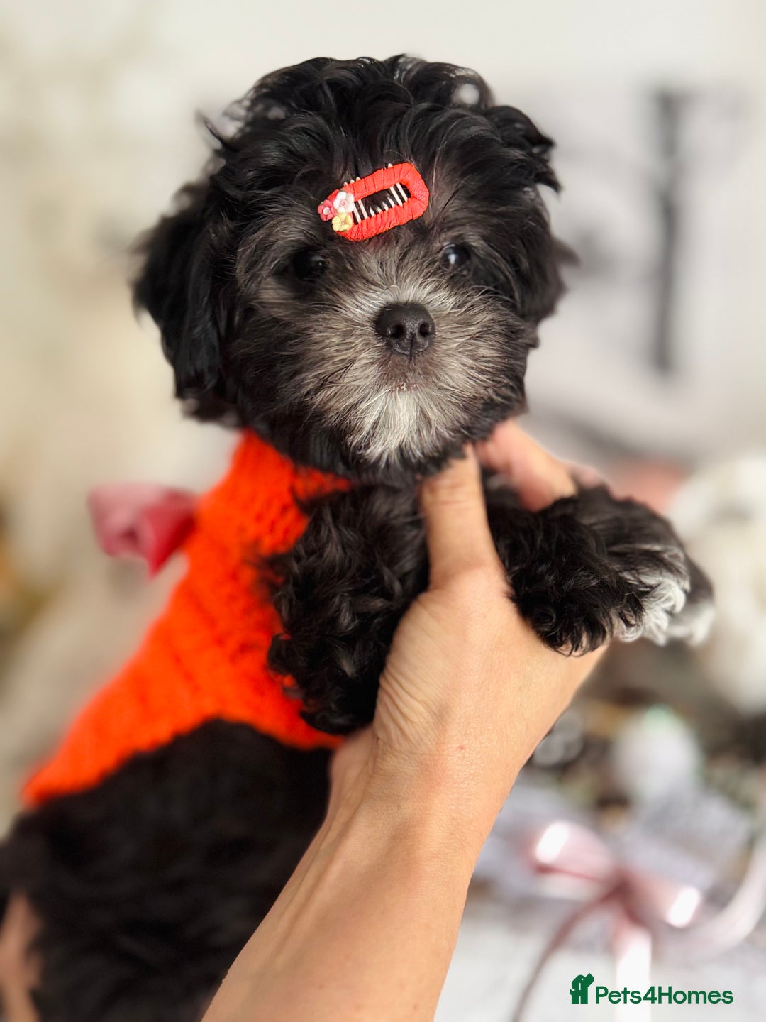 Maltipoo dogs for sale: 🩵Last Top Quality Rare Korean/Asian F1 Maltipoo🩵 in Bathgate - Image 3
