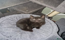 Mixed Breed cats for sale: Kittens - Image 4