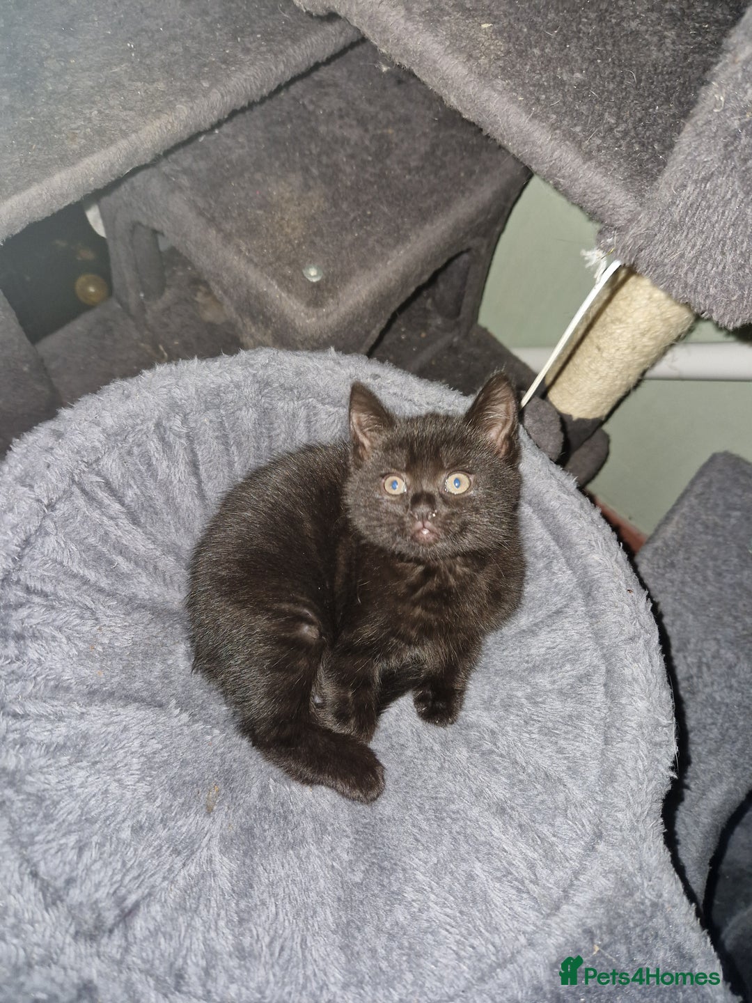 Mixed Breed cats for sale: Kittens - Image 4