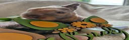 Mini Lop rabbits for sale: Mini Plush Lops - Rainbow Litter Suffolk - Advert 18