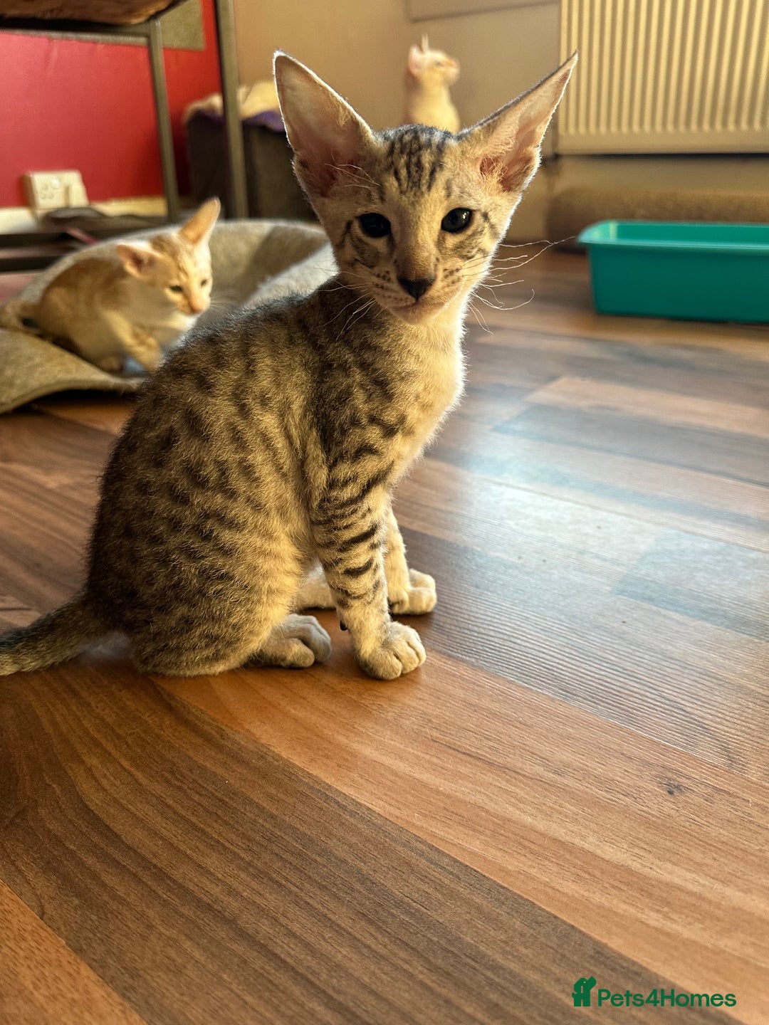 Mixed Breed cats for sale: Crossed Between Oriental short hair & White Bengal - Advert 6