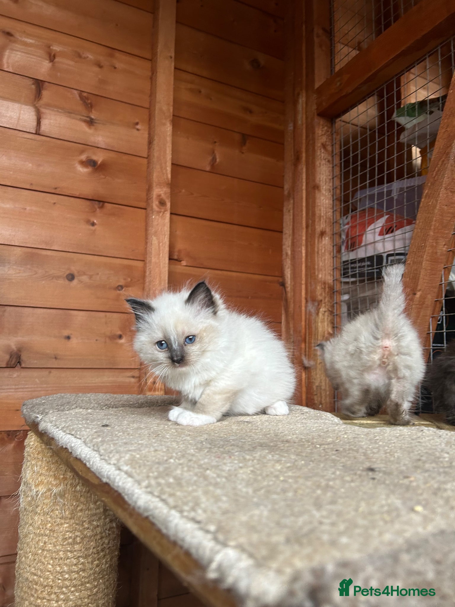 Ragdoll cats for sale: Ragdoll kittens 💕💙 - Advert 4