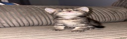 Domestic Shorthair cats for sale: 4 gorgeous Tabby kittens ready 26-1-26 - Advert 12