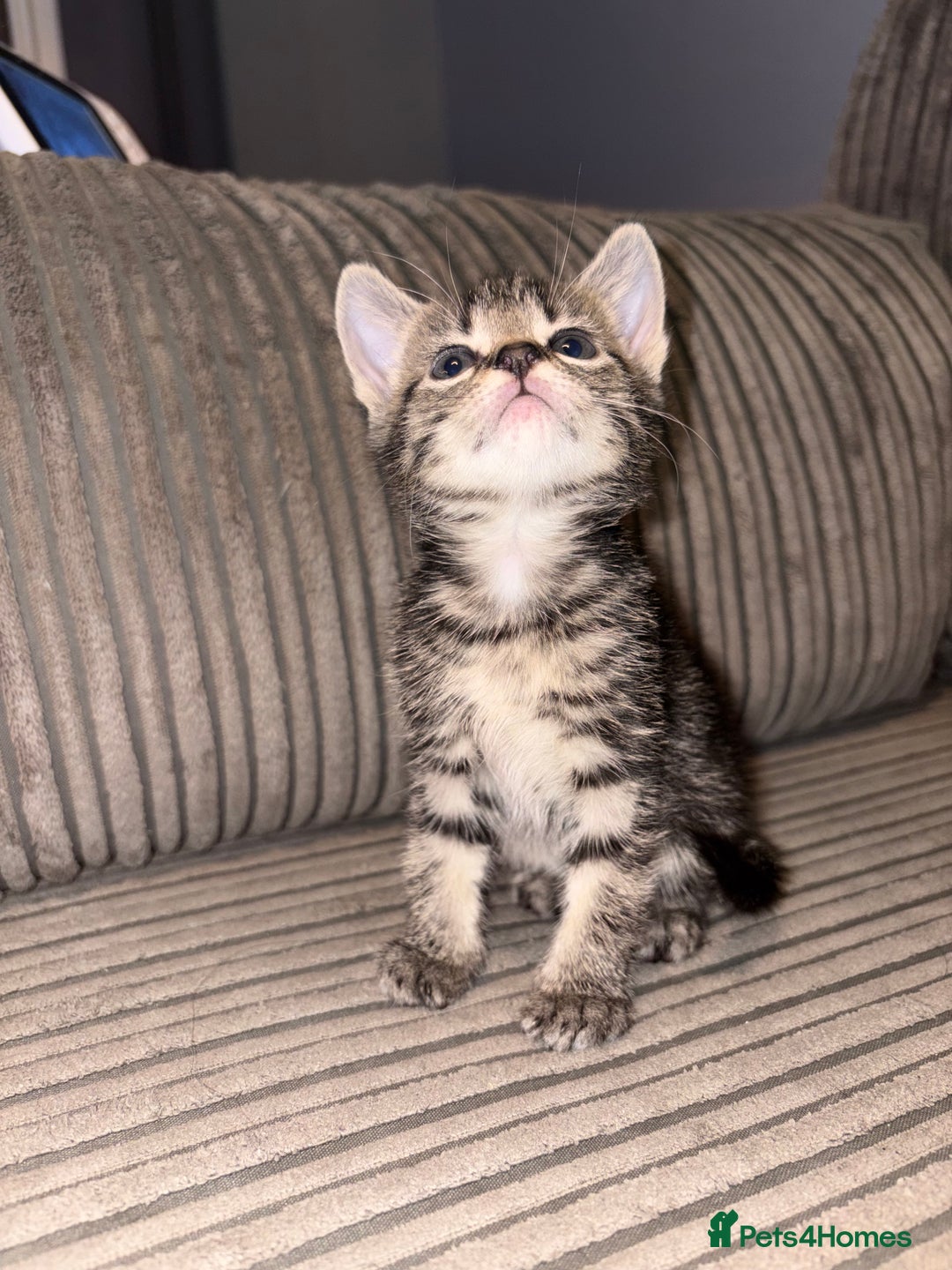 Domestic Shorthair cats for sale: 4 gorgeous Tabby kittens ready 26-1-26 - Advert 12