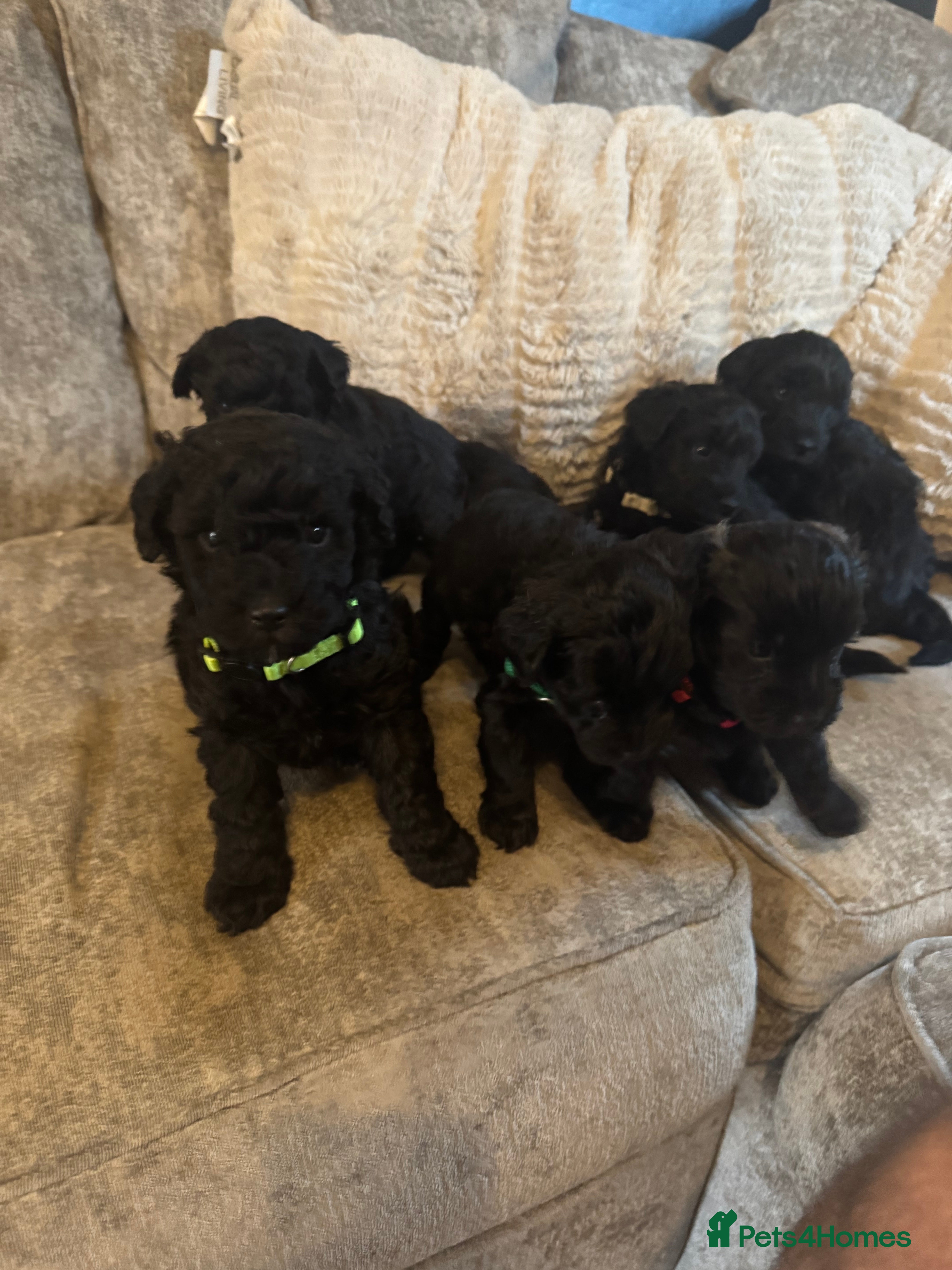 Schnoodle dogs 6 BOYS  - Advert 1