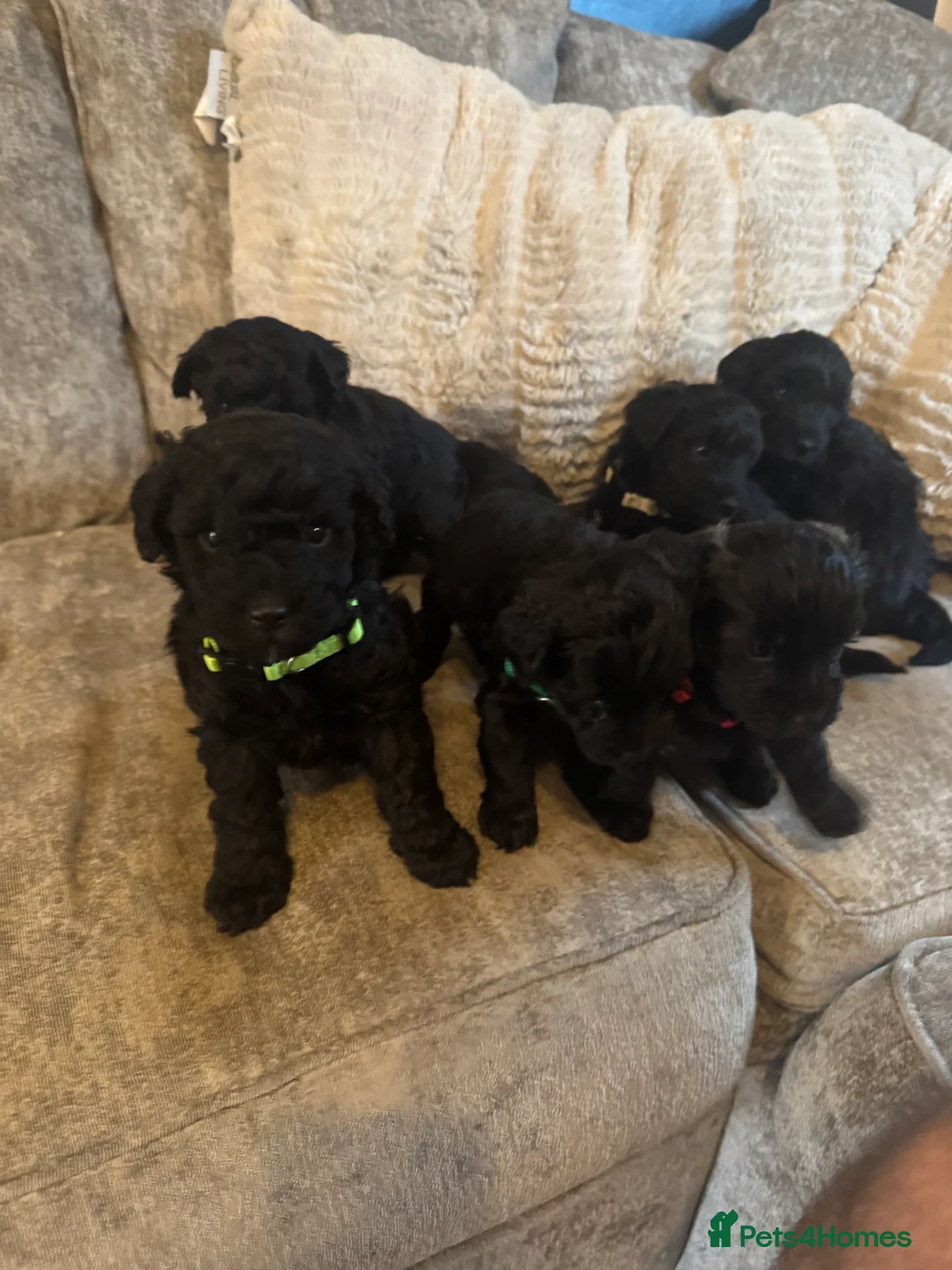 Schnoodle dogs for sale: 6 BOYS  - Advert 1