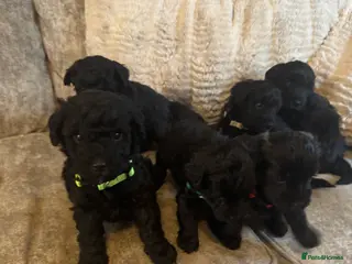 Schnoodle dogs 6 BOYS - Advert 1
