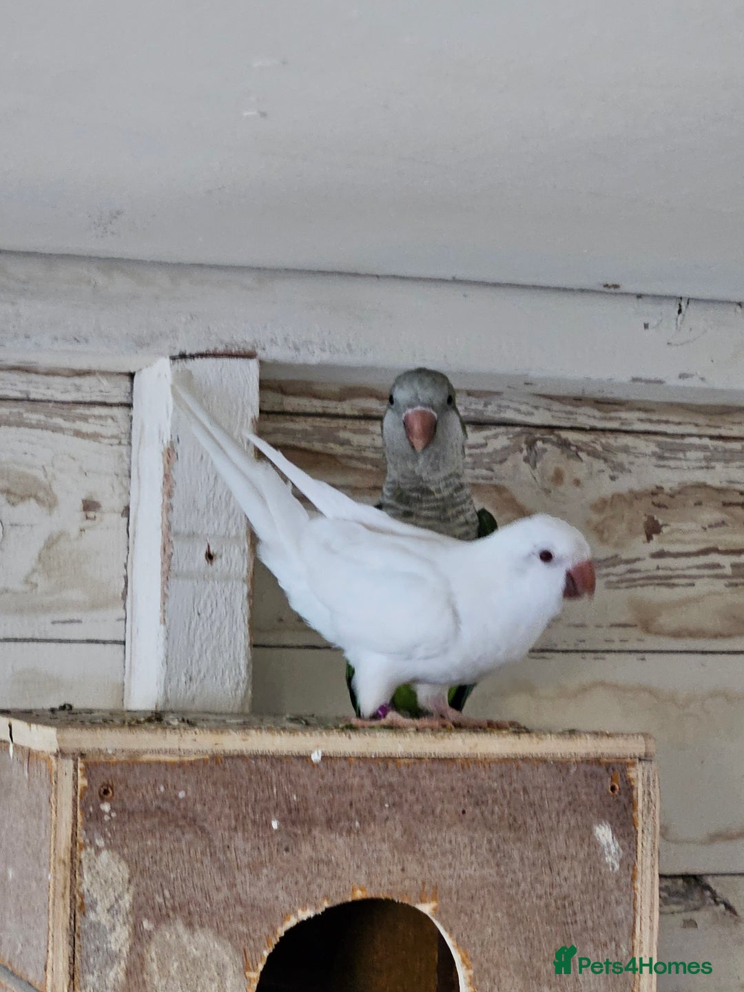 Parrots birds for sale: Pair of quaker parrots for sale  - Image 2