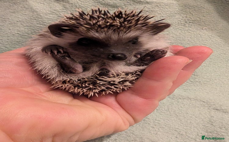 Pygmy Hedgehog rodents - Advert 3