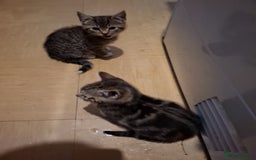 Mixed Breed cats for sale: 8 week kittens - Image 5