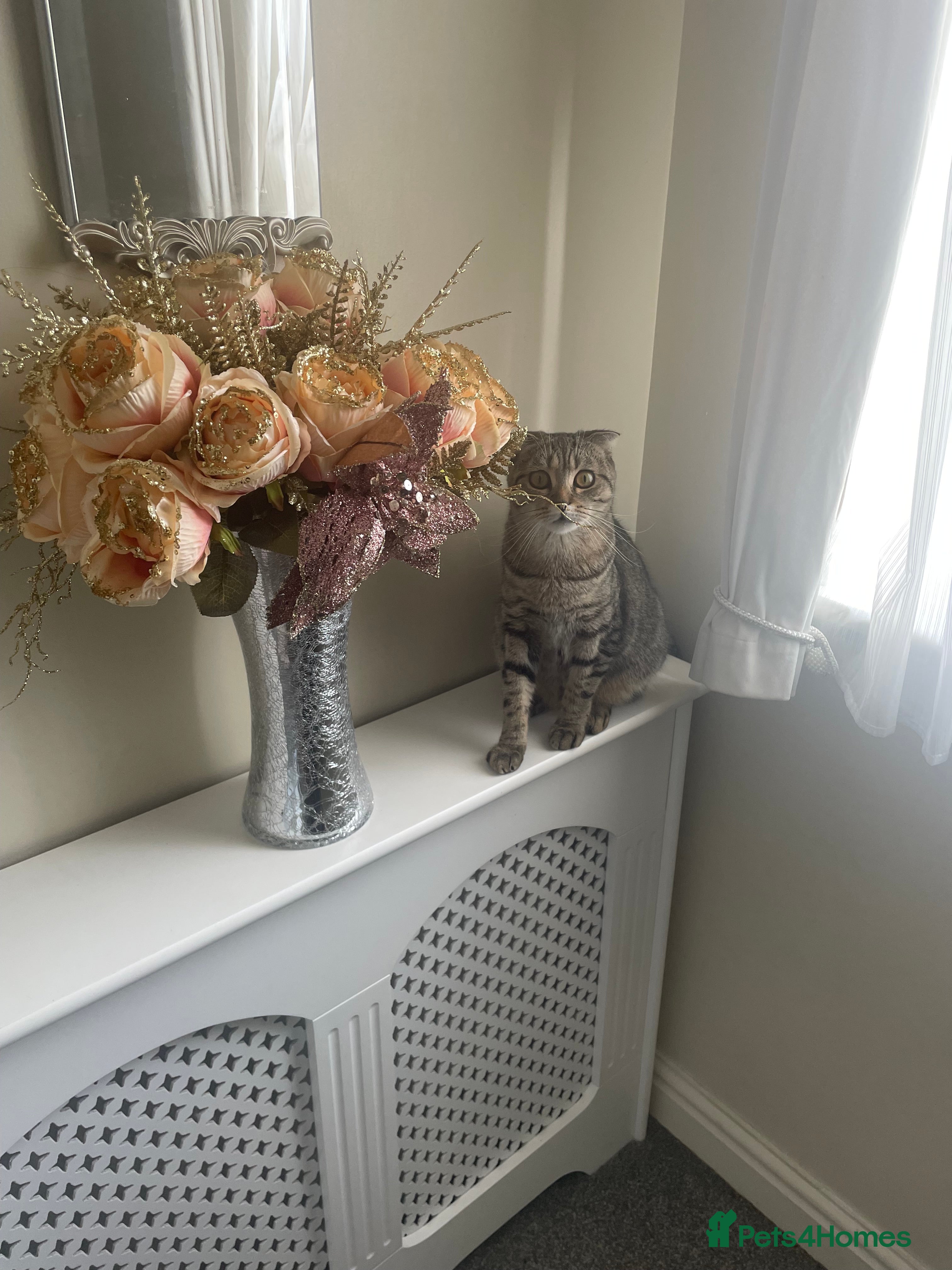 Scottish Fold cats Beautiful Scottish fold - Advert 8