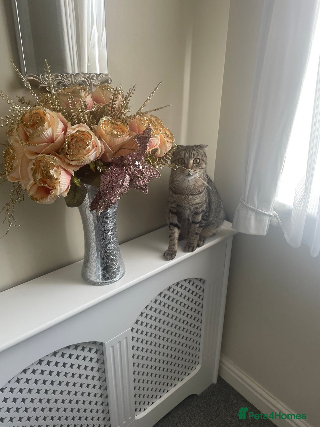 Scottish Fold cats for sale: Beautiful Scottish fold - Advert 1