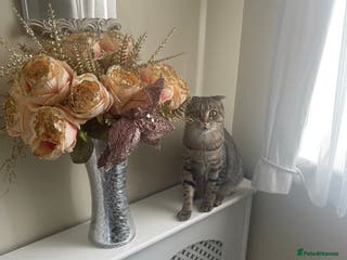 Scottish Fold cats Beautiful Scottish fold - Advert 13