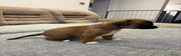 Boxer dogs for sale: Beautiful, KC registerd boxer puppies for sale - Advert 9